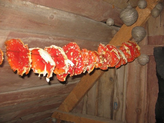 Грибной сомелье