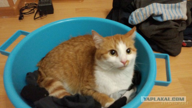 Котовторник  14.11.2017