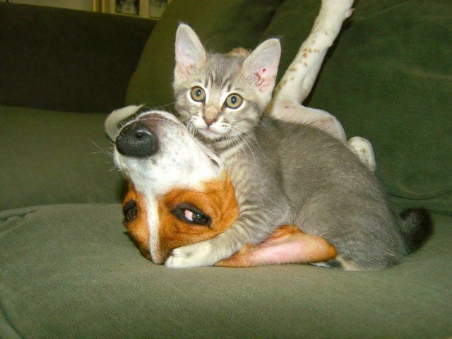 Коты и Кошки