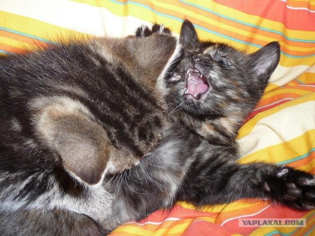 Котовторник на ЯПлакалъ (03.06), котята (31 шт)
