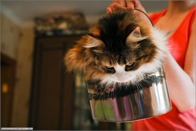 Бюджетная кошачья переноска
