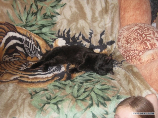Котовторник