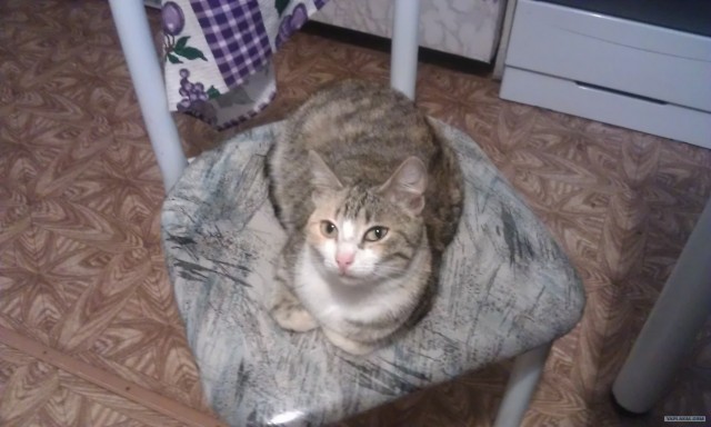 Котовторник   5.06.2012