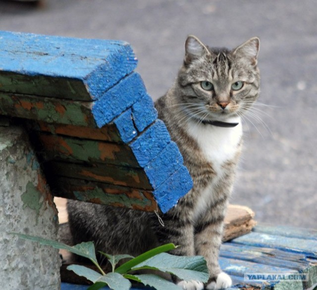 Котовторник 07.08.2012