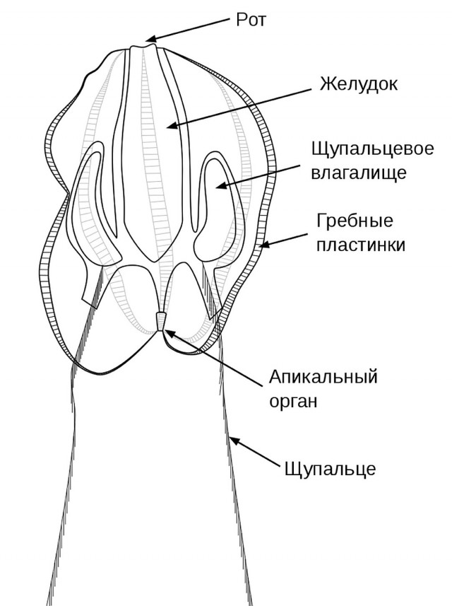 Обнаружено существо, у которого анус появляется тогда, когда оно собирается «сходить в туалет»