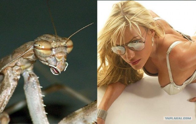 Животные учат быть людьми!