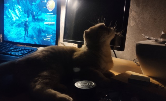 Коты, которые нас порадовали!