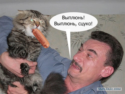 Злой кот