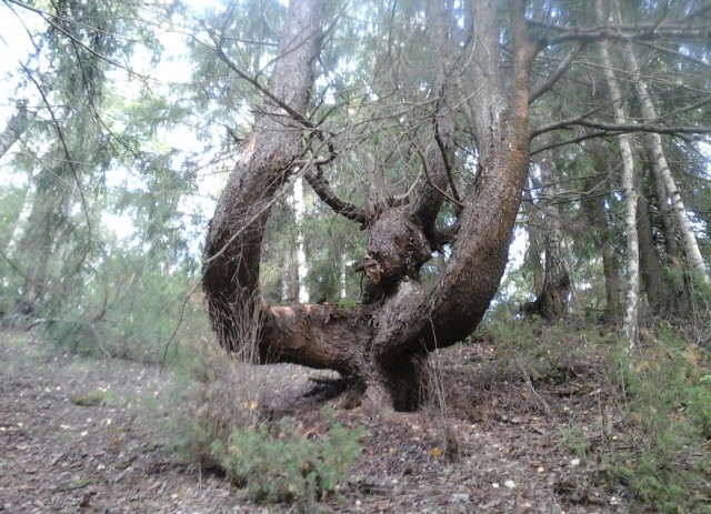 Я есть Грут! Рогатое чудище напугало грибников