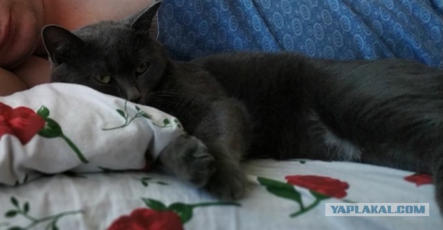 В постели с котом