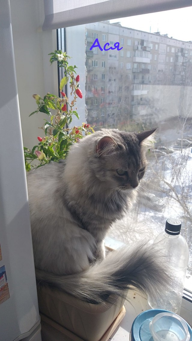 Жизнь домашнего приюта "Котоленд" 325