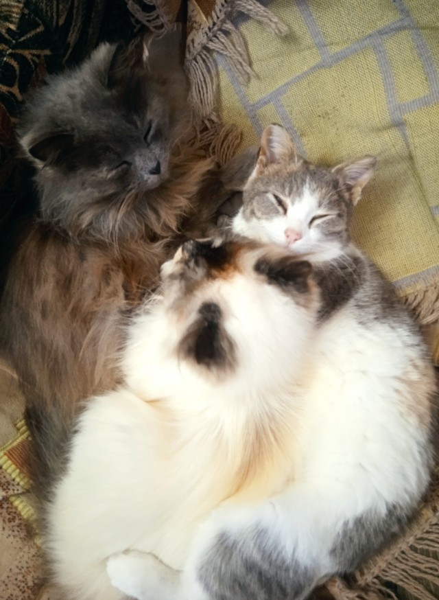 Котовторник