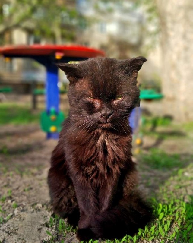 Котовторник! Пара фоток суровых котов.