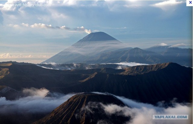 Они живут только 40 лет