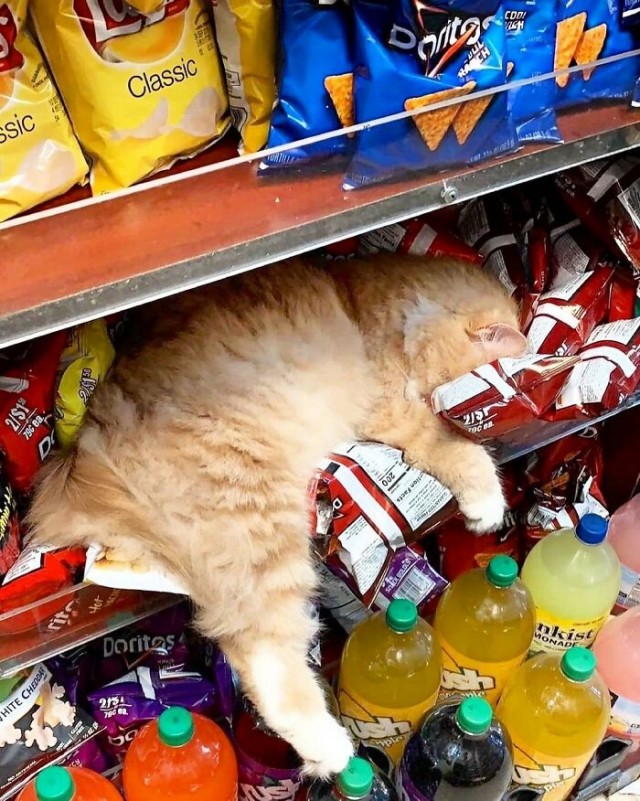 К котофторнику