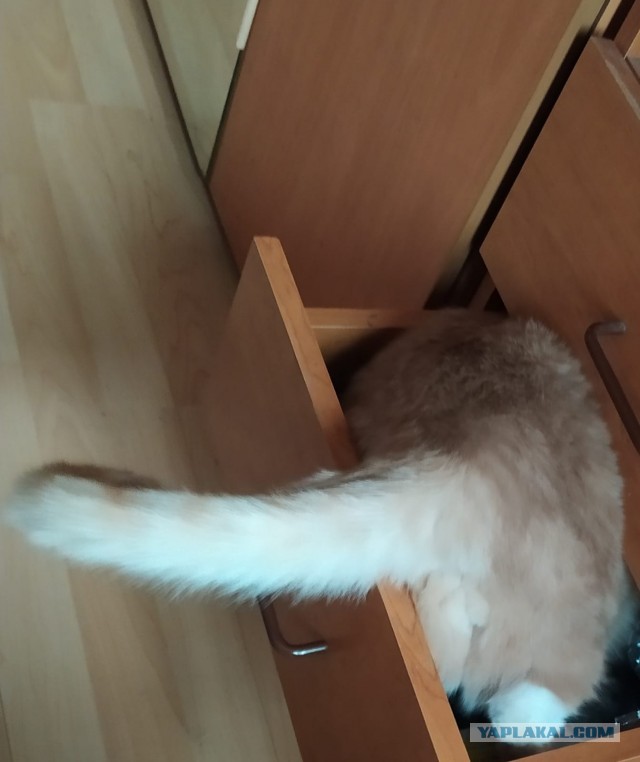 Котовторнику посвящается
