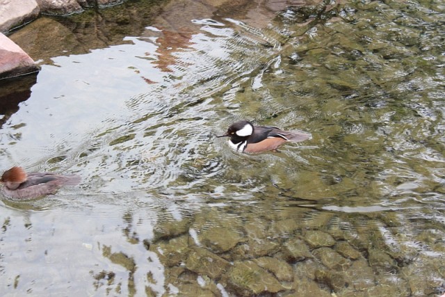 Деревенская Америка