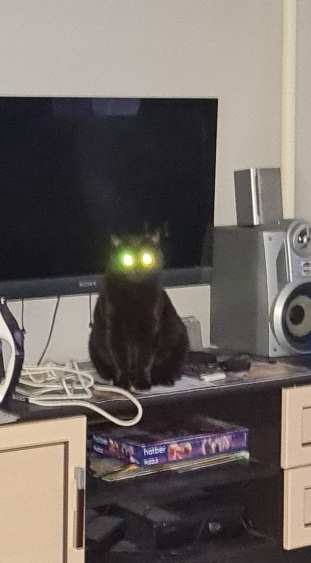 Котодракула