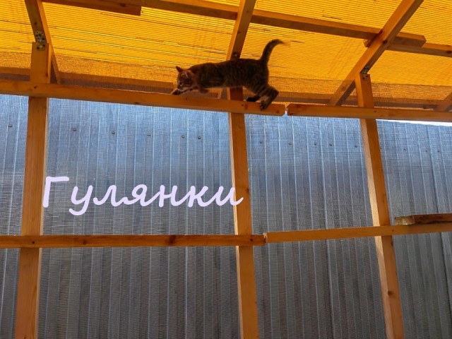 Жизнь домашнего приюта "Котоленд" 386