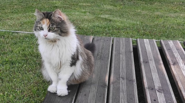 Наш кот и сад