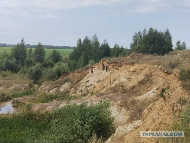 Акулы средней полосы