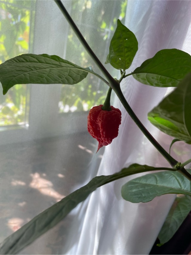 Сентябрь, и снова о перцах