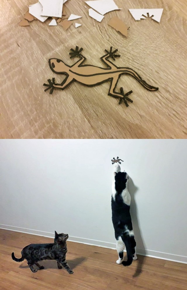А где котики, сегодня же вторник!