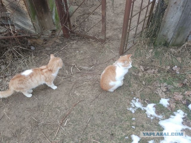 Жизнь домашнего приюта для котеек 533