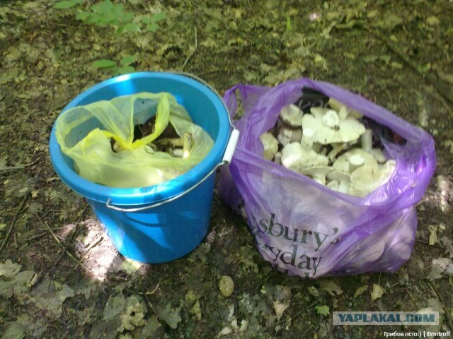 Поход за грибами,