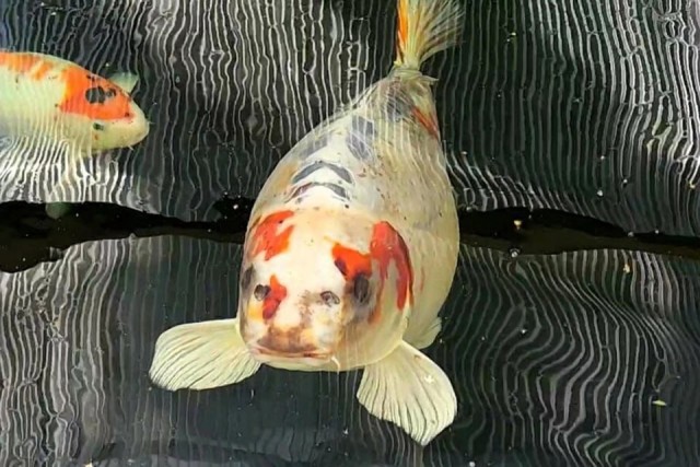 Карпу с человеческим лицом понадобилась охрана