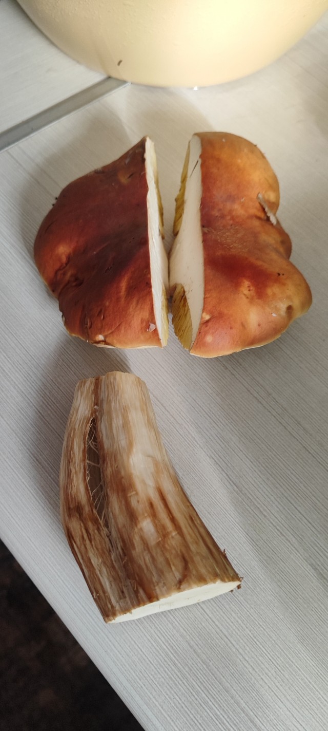 Прошу помочь опознать гриб. Временный пост.