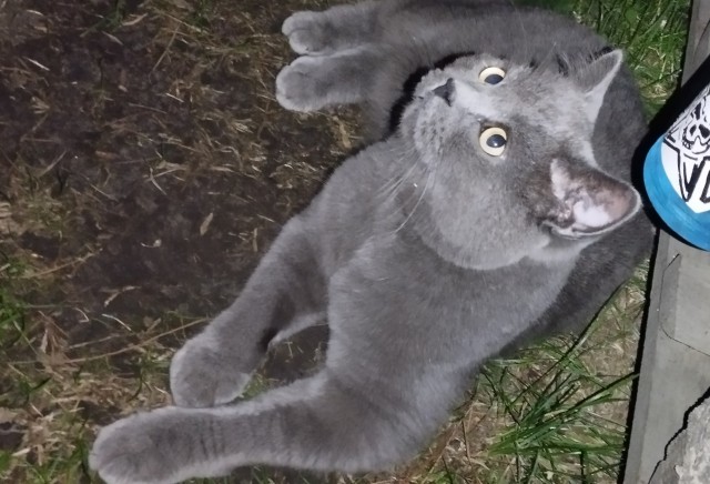 80 г => 3,1 кг (котовторник)
