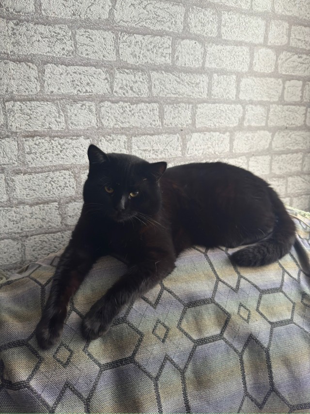 К-котовторник.