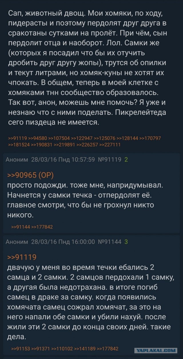 *БАЯН*Когда купил хомяка