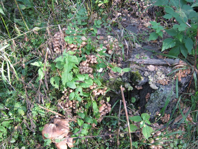 Выбрались за грибами.