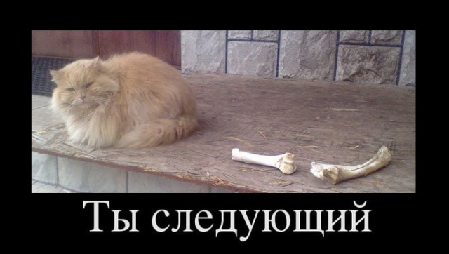 Находчивая котейка