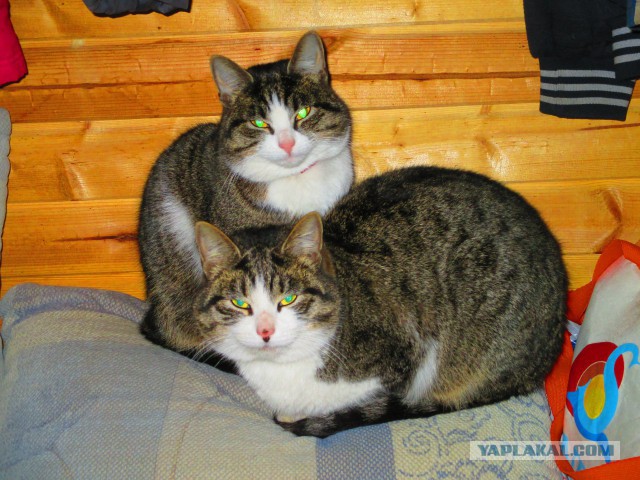 Котовторник  28.01.14