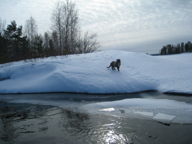 Котовторник 01.04.2014