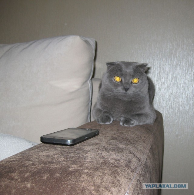 Котовторник 10.06.2014