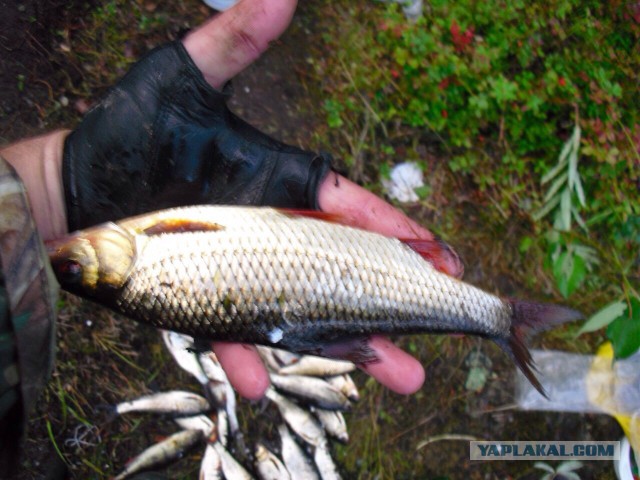 Рыбалка в Карелии