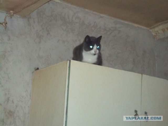 Жизнь домашнего приюта для котеек 30