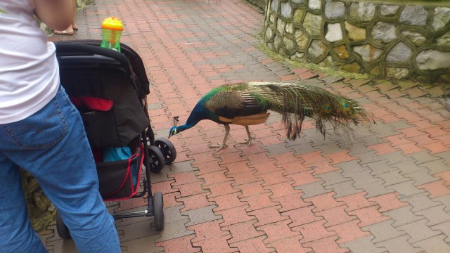 Наглые пернатые морды