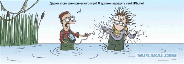 Кто победит: крокодил или электрический угорь?, крокодил или электрический угорь?