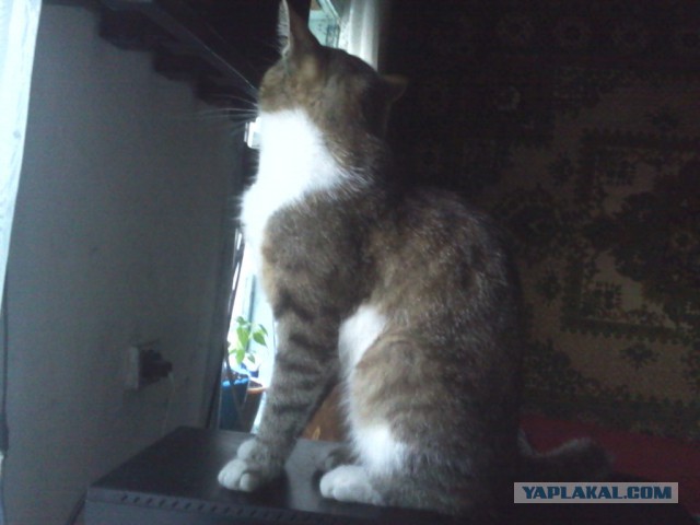 Котовторник