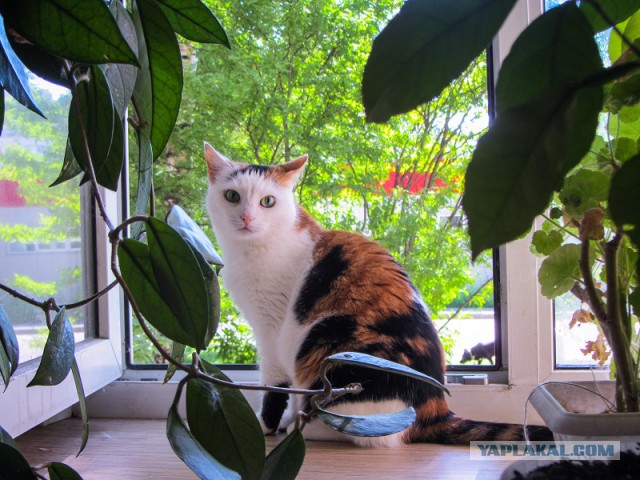 Котовторник