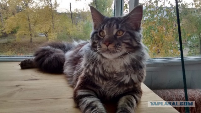 Мей Кун