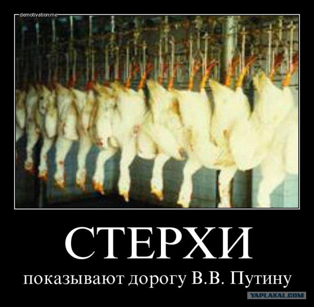 Путин с клювом в халате возглавил журавлиный клин