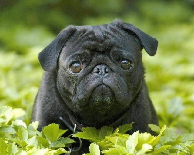 Мопсы - забавная порода собак!