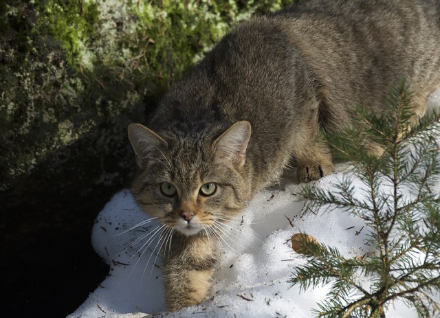 Коты и Кошки