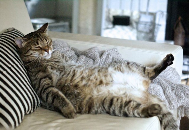 Коты и Кошки